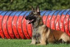 Associazione Cinofila Security Dog School