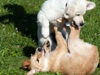 Happy-Dog-School – click to enlarge the image 2 in a lightbox