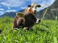 Azienda Agricola Ai Pianoi - Klicken Sie, um das Bild 22 in einer Lightbox vergrössert darzustellen