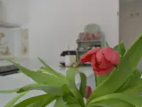 Isolina Loft
