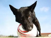 Hundephysio Oberland - Klicken Sie, um das Bild 3 in einer Lightbox vergrössert darzustellen