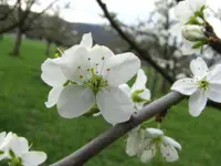 Hatt Gartenbau