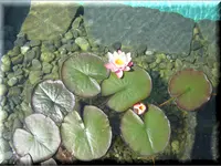 Brunner Garden AG