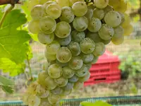 Cantina Böscioro