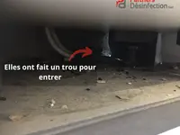Partners Desinfection | Votre spécialiste en Nuisibles