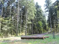 Passion Forêt Sàrl - Klicken Sie, um das Bild 2 in einer Lightbox vergrössert darzustellen