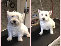 Patty's Hundesalon