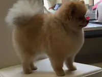La Vigie Riviera Pet Grooming