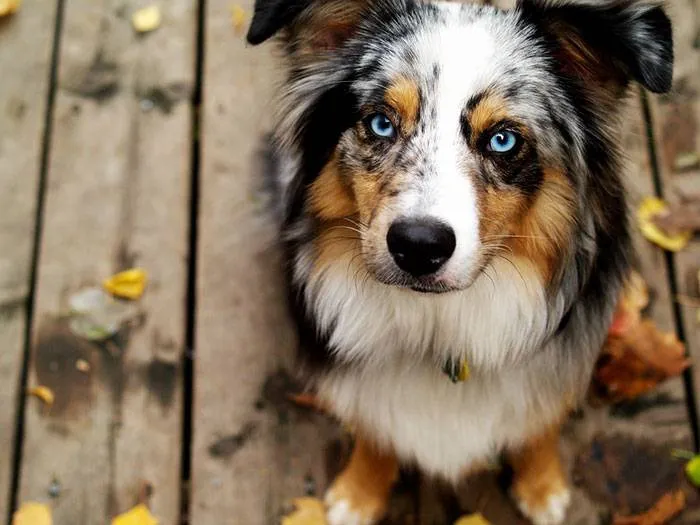 Chenil Kennels Stillwagon