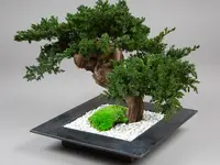 Vegetal Trend Sàrl