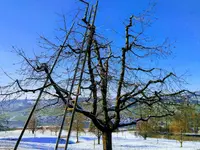 DZ Hauswartung und Gartenunterhalt