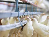 Soller Junghennen AG