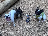 Focus Dogs Hundeschule KlG