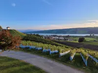 Weinbau Kaiserspan