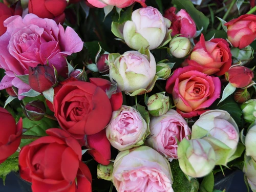 Zimmermann Flaach AG Blumen & Gartenbau - Klicken, um das Panorama Bild vergrössert darzustellen