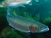 Fischzucht Violenbach GmbH - Klicken Sie, um das Bild 1 in einer Lightbox vergrössert darzustellen