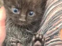 Studio Veterinario Ghiringhelli