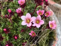 Blüten-Bijou GmbH