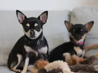 Hundesalon Wang Wuffi-Welt