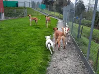 Tierheim Linth