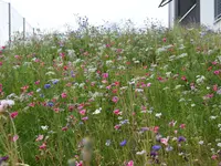 Parisini AG - Ihr Gartenbauer im Aargau – Cliquez pour agrandir l’image 7 dans une Lightbox