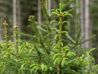 Lendi Gartenbau GmbH - Klicken Sie, um das Bild 3 in einer Lightbox vergrössert darzustellen