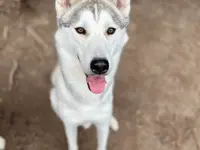 Vanessa Rieder, VanJara-Dogtraining - Klicken Sie, um das Bild 6 in einer Lightbox vergrössert darzustellen