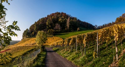 Weinbaugebiet Muttenz