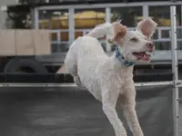 HDZ Hundezentrum - Klicken Sie, um das Bild 16 in einer Lightbox vergrössert darzustellen