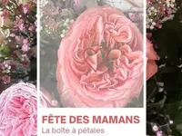 La Boîte à Pétales Sàrl
