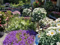 hollenstein blumengarten ag-Blumenshop-Gärtnerei-Gartenbau-Unterhalt-Grabpflege