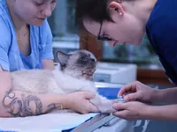 Kleintierpraxis Vivavet GmbH