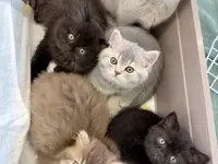 Katzen-Praxis.ch