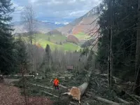 Travaux forestiers / Entretien privé - Klicken Sie, um das Bild 11 in einer Lightbox vergrössert darzustellen