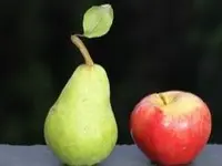 Les Fruits Défendus Sàrl