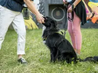 Lina, Hundert Prozent wau, Gesundheit, Training und Unterstützung für Hunde und ihre Menschen, Sandra Egli