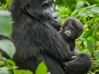 Mission permanente de la République de l'Ouganda - Klicken Sie, um das Bild 3 in einer Lightbox vergrössert darzustellen