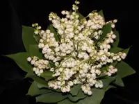 Fiore di Fiori
