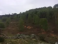 Nesurini Daniele - Lavori Forestali e Segheria