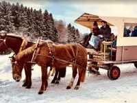 Christbaum selber schneiden
