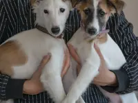 HDZ Hundezentrum