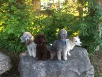Hundesalon Emmensteg