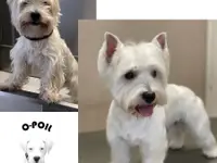 O-Poil