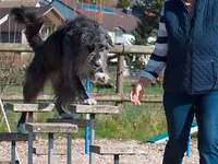 Hundeschule Guggisberg - Klicken Sie, um das Bild 13 in einer Lightbox vergrössert darzustellen