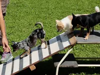 Hundeschule DOGS4LIFE.CH