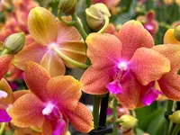 Orchidable di Andrea Martina