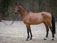 Reitsportzentrum St. Josefen AG - Klicken Sie, um das Bild 13 in einer Lightbox vergrössert darzustellen