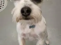 Agota's Hundesalon