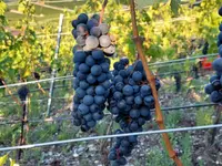 Cave du Cholèk Sàrl