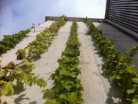 LEDER Garten- + Landschaftsbau